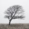 Lone Tree at Malham Tarn in snow storm