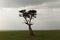 A lone tree in the Massai Mara