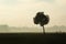 Lone tree in the meadow and misty forest in the distance