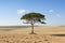 a lone tree in the middle of a barren field