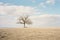 a lone tree in the middle of an empty field