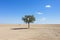 a lone tree in the middle of an empty field