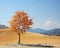 a lone tree in the middle of an empty field