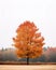 a lone tree in the middle of a foggy field