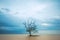 Lone Tree in the middle of the ocean, long exposure