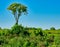 A Lone Tree in the Midst of a Prairie Meadow on a Beautiful Summer Day in Full Sunlight and Bright Blue Clear Sky as a Red-Tailed