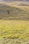 Lone tree on mild green slope at Campo Imperatore upland, Abruzzo, Italy