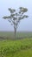 Lone tree misty morning marsh