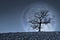 Lone tree with moon on background - image with element furnished