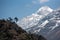 Lone tree on mountain edge in Himalayas