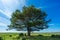 A lone tree in The New Forest National Park in the midday sun