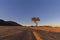 Lone tree next to jeep tracks