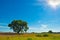 A lone tree is an oasis of cool shade in the hot steppe