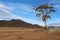 Lone Tree in the Orroral Valley - Canberra