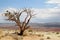 Lone tree outside Zion National Park