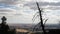 Lone Tree Over the Palouse