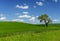 A lone Tree in the Palouse