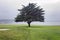 Lone tree on Pebble Beach golf course along the Monterey Bay