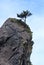 Lone tree perched on spire of rock