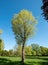 Lone tree in Pinner Memorial Park, Pinner Middlesex UK. Photographed on a sunny spring day in HDR, high dynamic range.