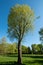 Lone tree in Pinner Memorial Park, Pinner Middlesex UK. Photographed on a sunny spring day in HDR, high dynamic range.