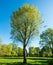 Lone tree in Pinner Memorial Park, Pinner Middlesex UK. Photographed on a sunny spring day in HDR, high dynamic range.