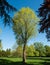 Lone tree in Pinner Memorial Park, Pinner Middlesex UK. Photographed on a sunny spring day in HDR, high dynamic range.