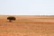 Lone tree in ploughed field - landscape