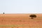 Lone tree in ploughed field - landscape