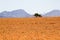 Lone tree in ploughed field - landscape