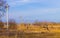 A lone tree on a power line against a background of orange grass. Combination of technology and nature. Dry gnarled tree against