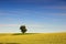 Lone Tree in Rapeseed Field