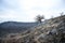 A lone tree on a road leading up to a mountain in South Moravia lying on the hill of Devin panorama of the vast surroundings