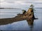 Lone tree on rock at coastal bay