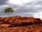 Lone tree in rocky landscape