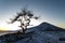 Lone Tree - Roseberry Topping - Winter North Yorkshire