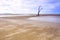 Lone tree on sandy beach