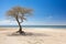 a lone tree on a sandy beach near a body of water