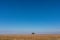 Lone Tree Savannah grassland wilderness great rift valley Maasai Mara National Game Reserve Narok County Kenya East African