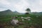 Lone Tree, Scotland