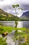 Lone tree on the shore of Buttermere In the English Lake District