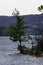 Lone tree on the shore of Table Rock Lake