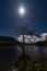 A lone tree on the shore of Ullswater in the English Lake District on a Moonlit night