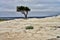 Lone tree. Shoreline, lonely