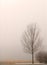 Lone tree shrouded in fog on a winter\'s day
