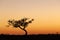 Lone tree silhouette, orange sunset, Australia