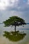 Lone tree silhouetted in a shallow lake out in countryside