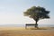 a lone tree sitting in front of a bench