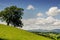 Lone tree on a slope