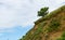 A lone tree on a sloping green field in hills terrain region